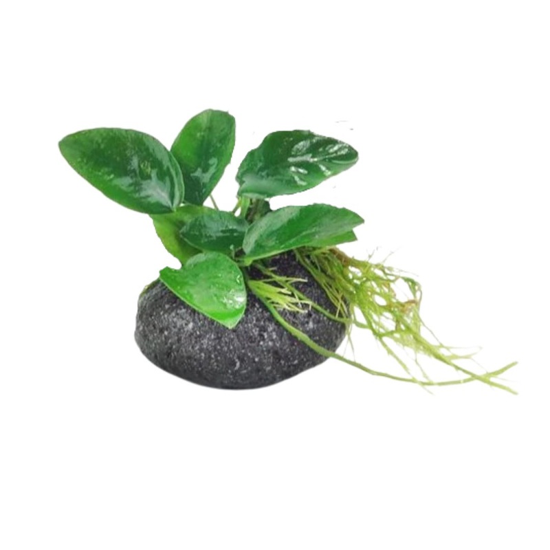 Anubias on River Rock - Small