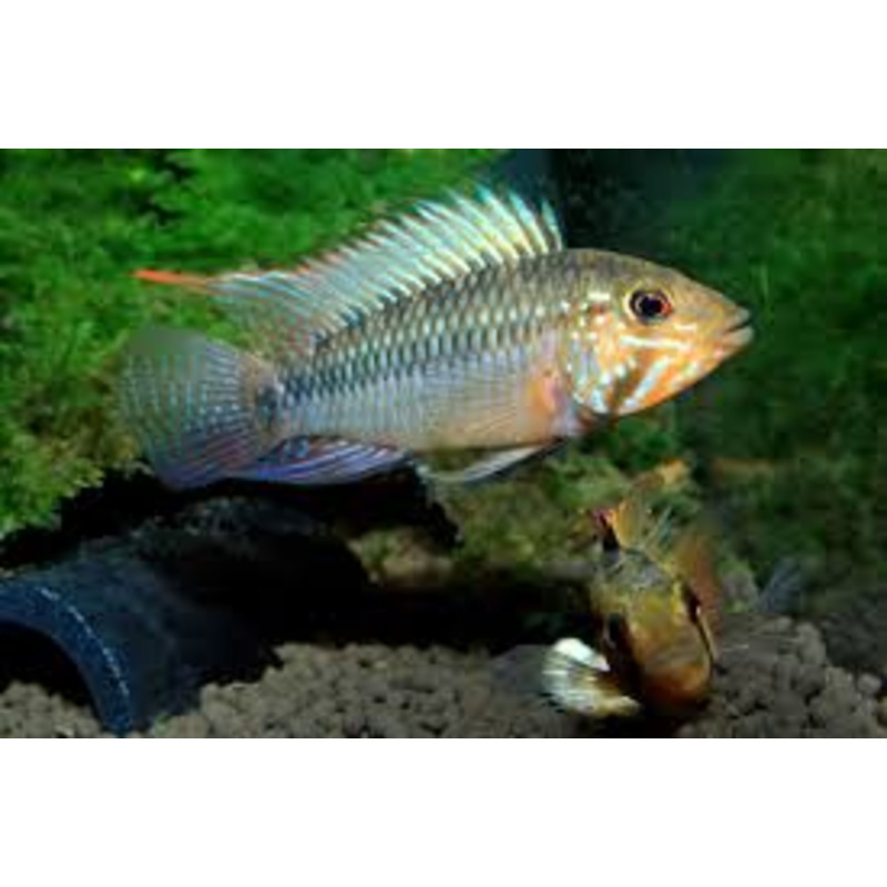 Apisto Barlowi Male and Female Pair