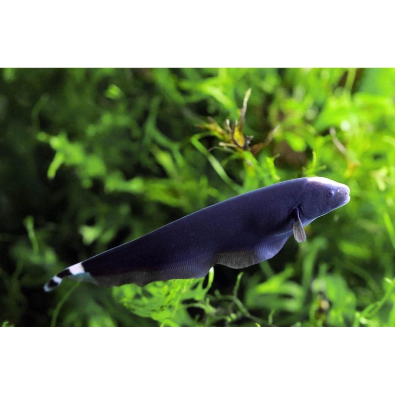 Black Ghost knifefish Large 14cm