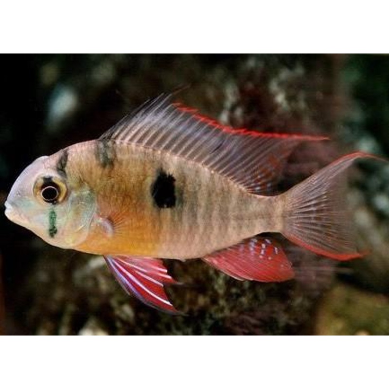 Bolivian Butterfly  Ram 4.5-5.0 Cm