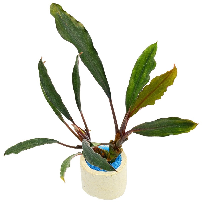 Bucephalandra Large