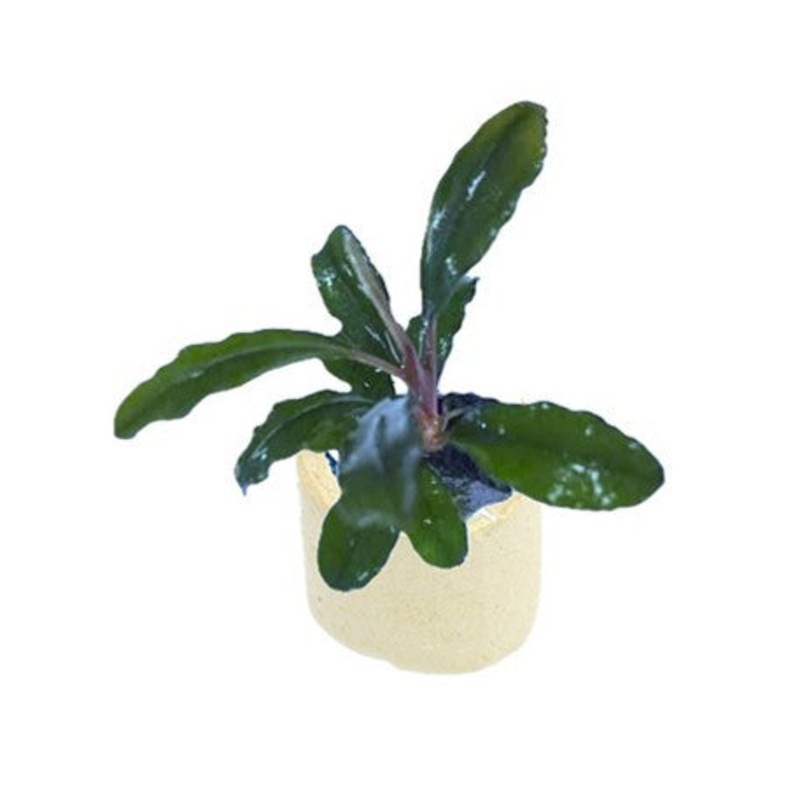 Bucephalandra Small