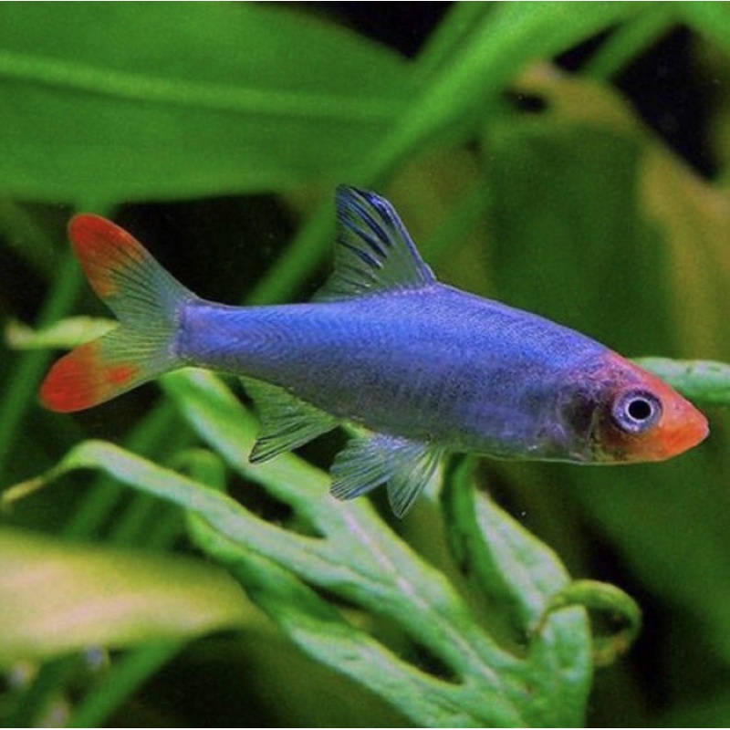 Burmese Rummynose