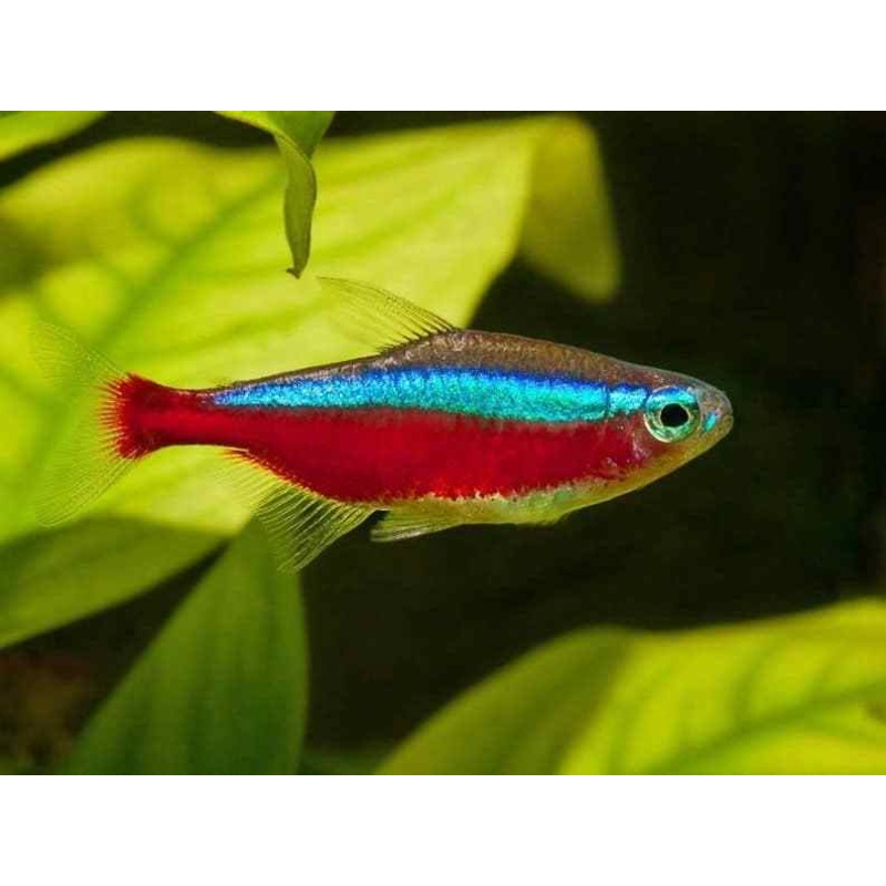 Cardinal Tetra 2.5 Cm