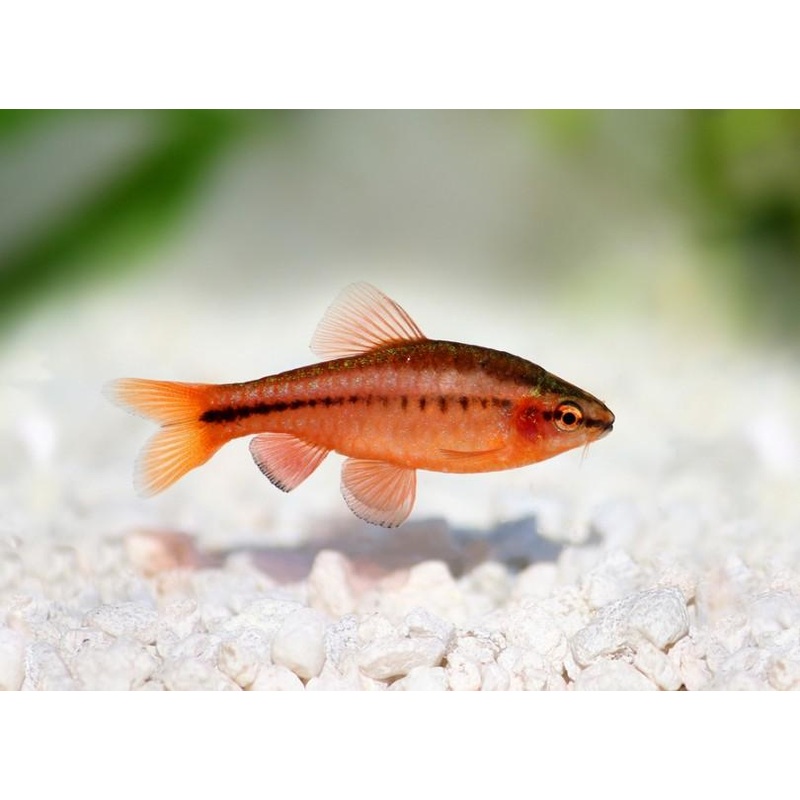 Cherry Barb 3cm