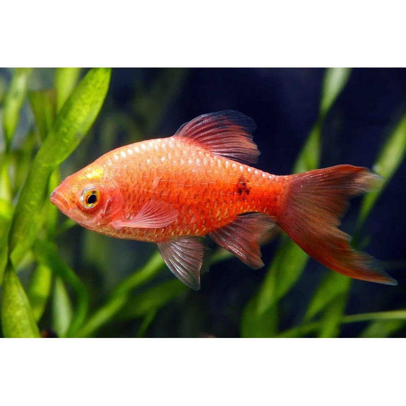 Chilli Red Rosy Barb - Male