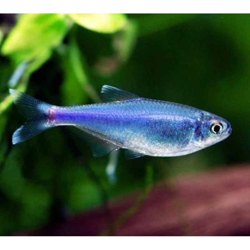 Cochus Blue Tetra 3 Cm