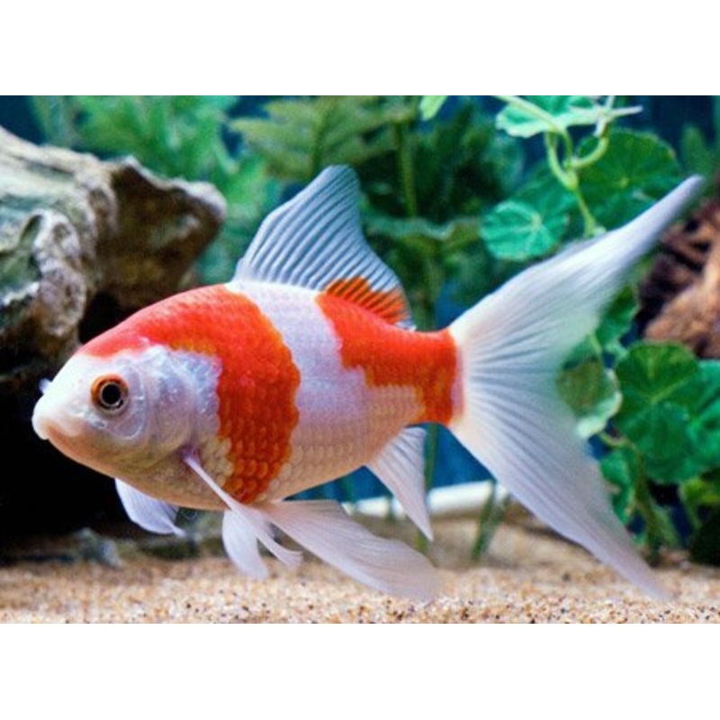 Comet Red and White 12cm