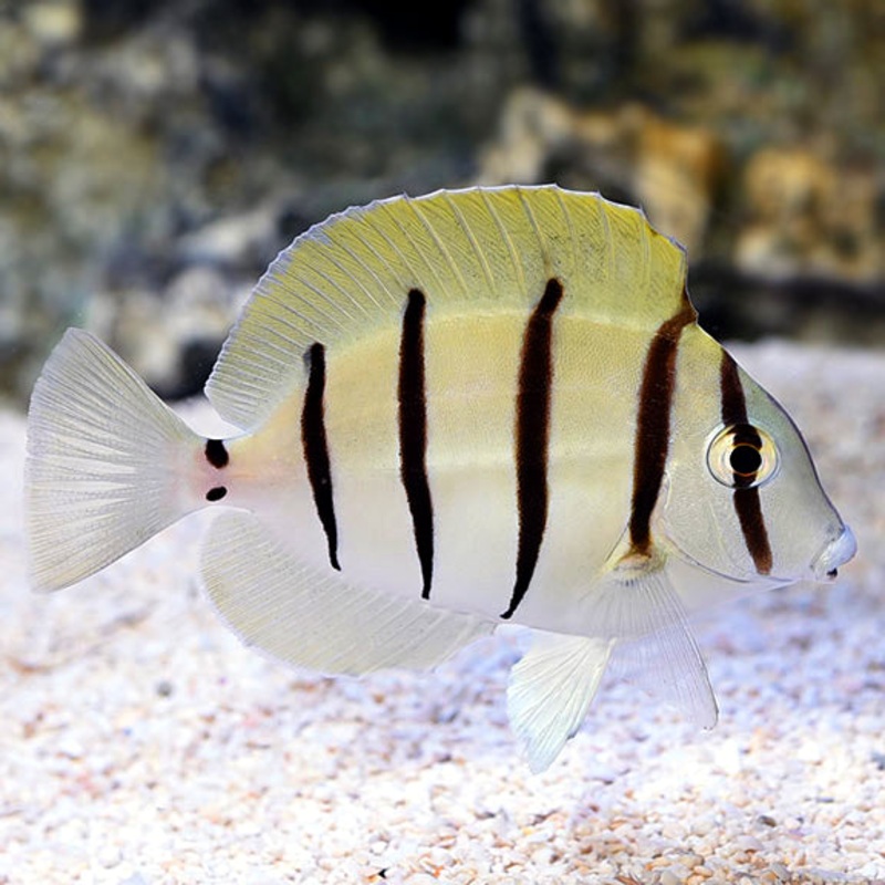 Convict Tang Medium 7-12cm