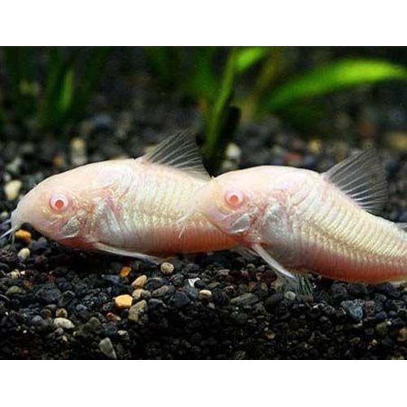 Corydoras Albino 3 Cm