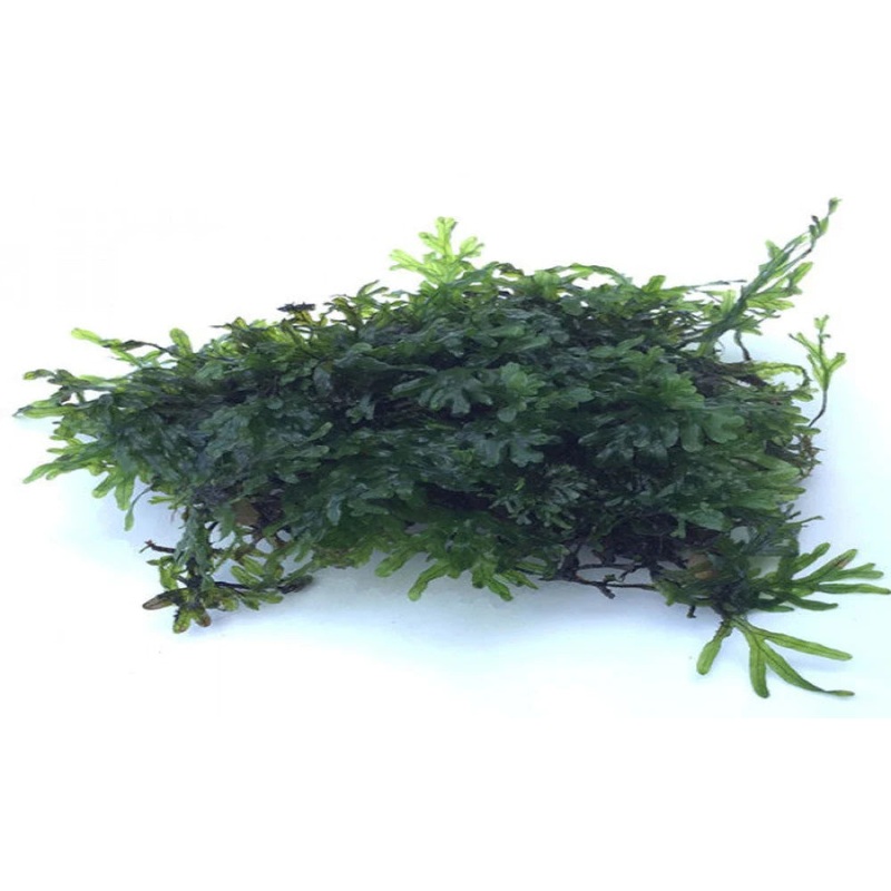 Crepidomanes sp. Malabaricum