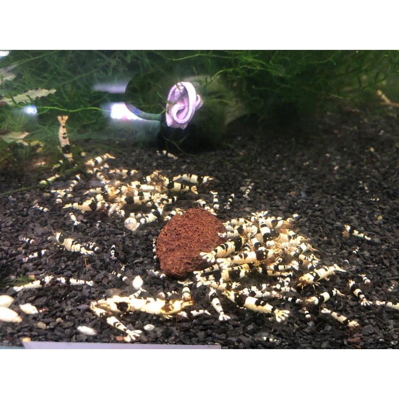 Crystal Black Shrimp