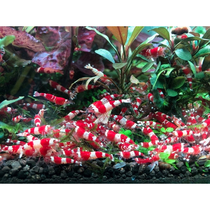 Crystal Red Shrimp