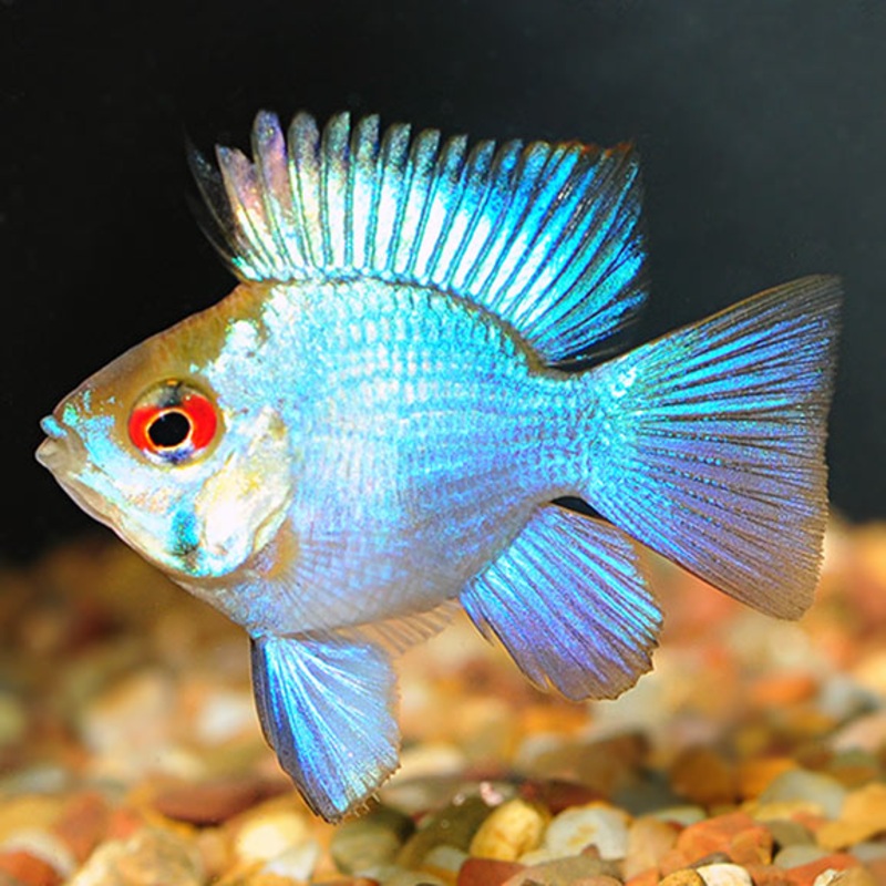 Electric Blue Balloon Ram 3cm