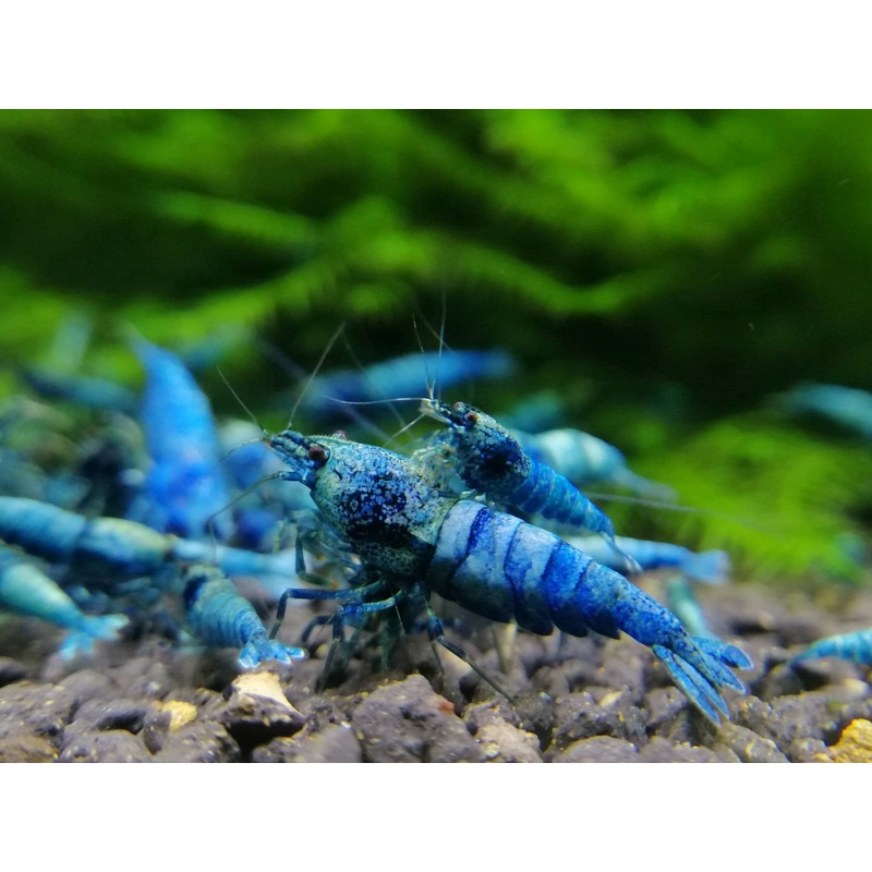 Extreme Blue Bolt Shrimp