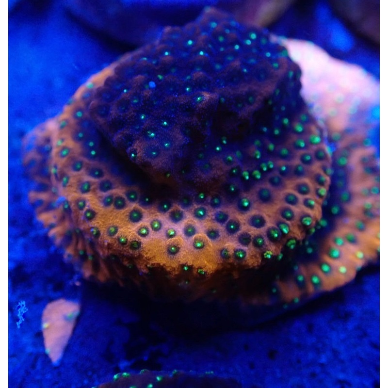 Fairy Lights Montipora Frag