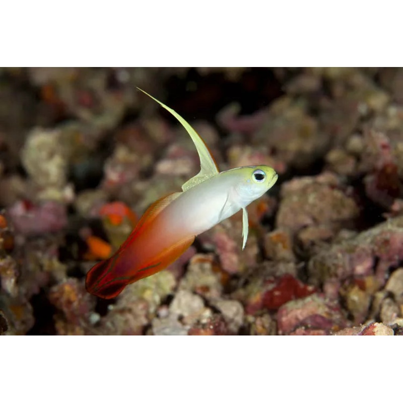 Fire Goby