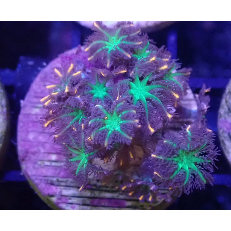 Fireworks Clove Polyps Frag