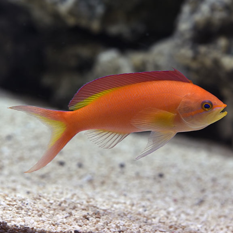 Flame Anthia