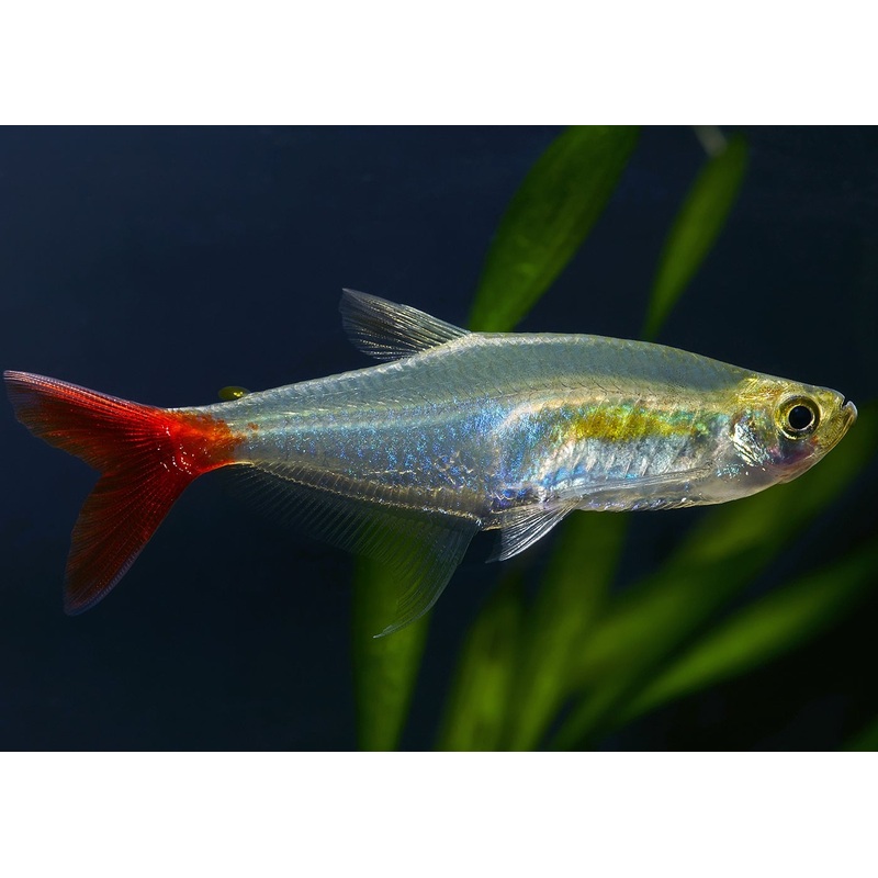 Glass Bloodfin Tetra 4 Cm