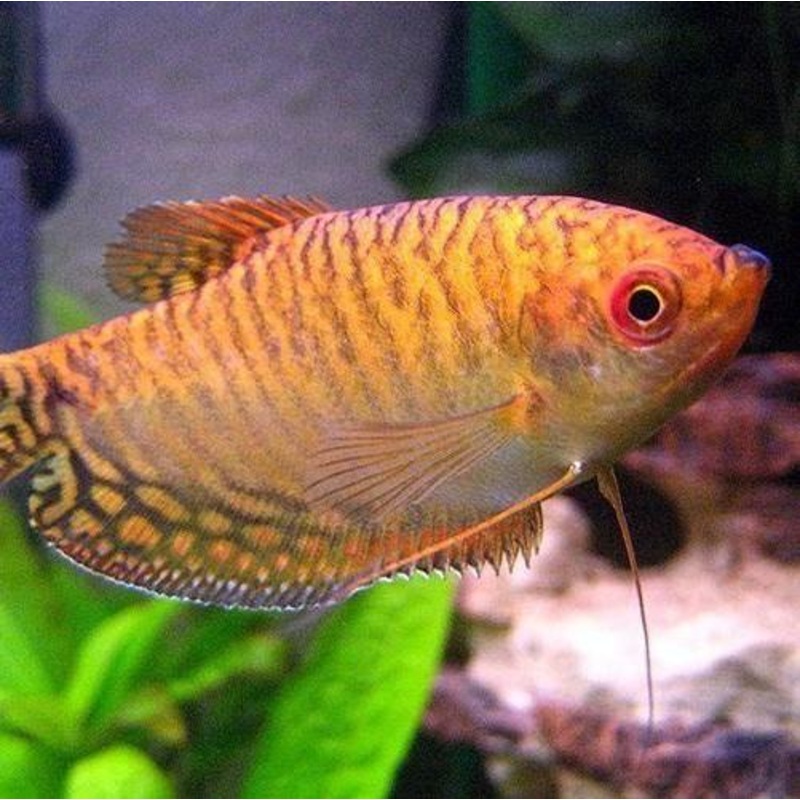 Gold Gourami 5 Cm