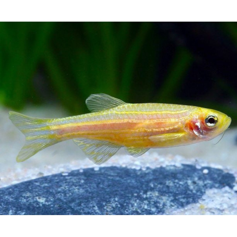 Gold Zebra Danio 4 Cm