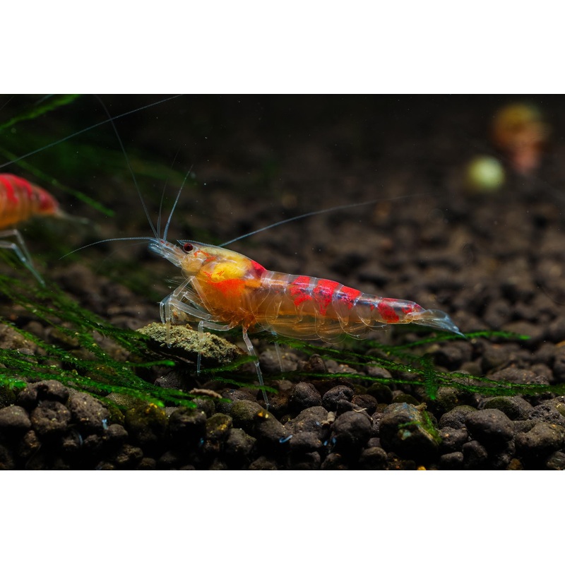 Golden Dragon Red Calceo Shrimp