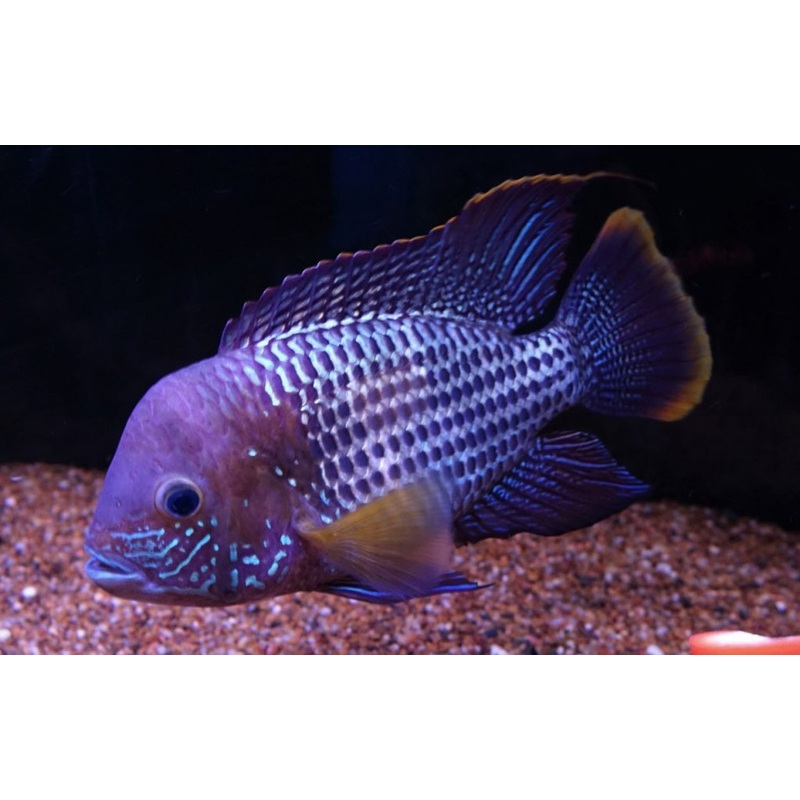 Green Terror Gold Saum Riv 3 Cm