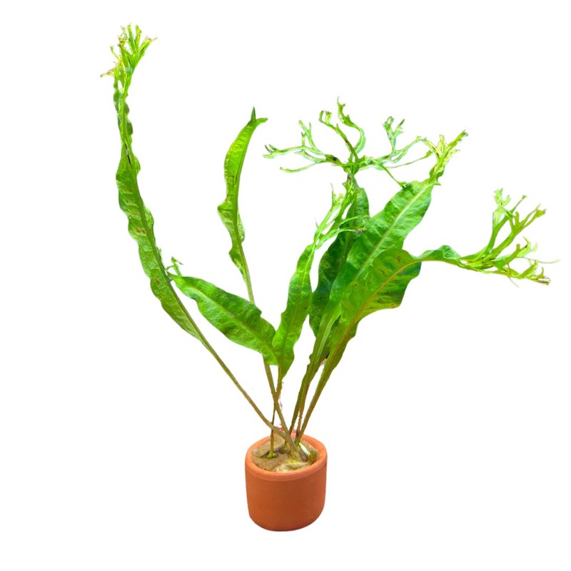 Java Fern Crested 3cm Pots