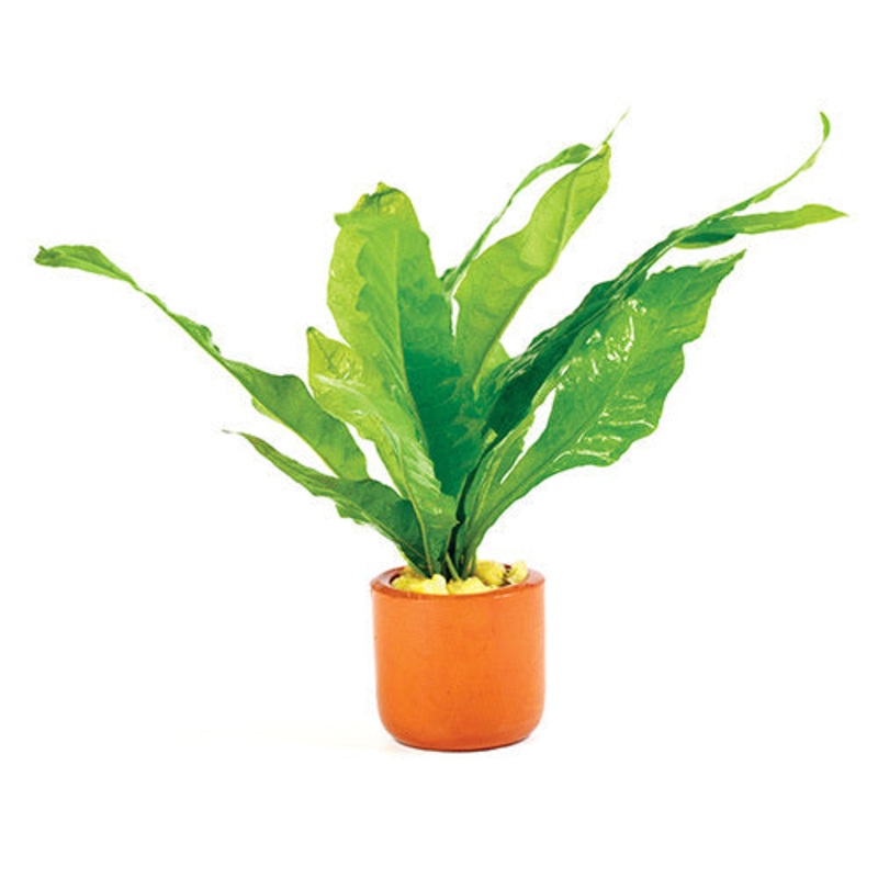Java Fern in Terracotta 3cm Pot