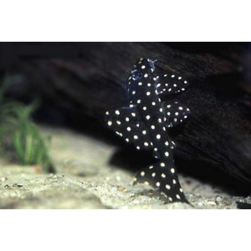 L201 Orinoco Angel Snowball Pleco 3cm+