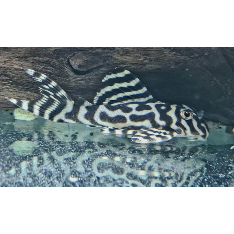 L236 Cracked Zebra Pleco 5cm