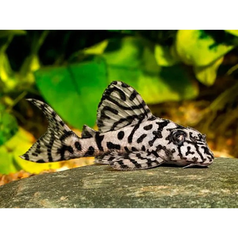 L236 Cracked Zebra Pleco A Grade Select 5cm