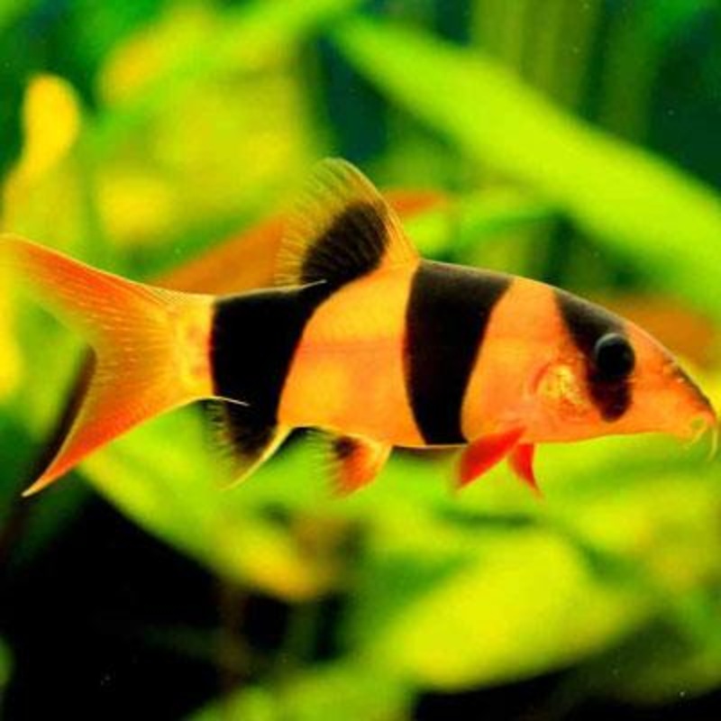Large Clown Loach 12cm