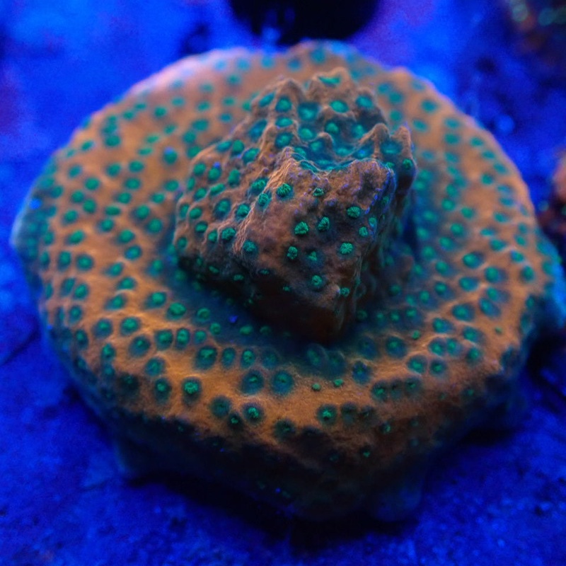 Lava Island Montipora Frag