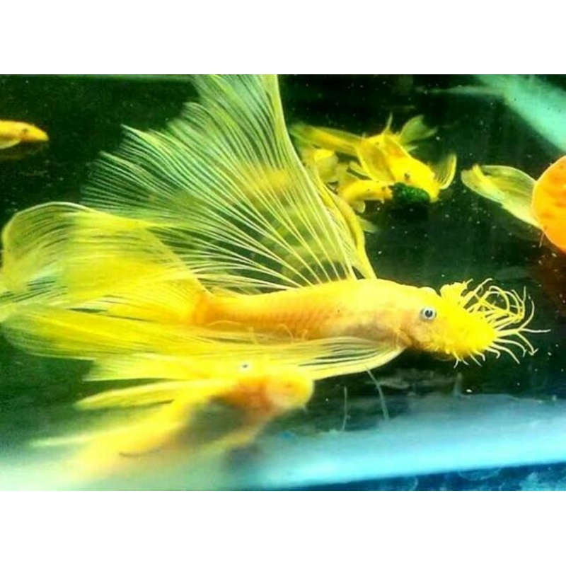 Long Fin Lemon Blue Eye L144 Bristlenose 5CM