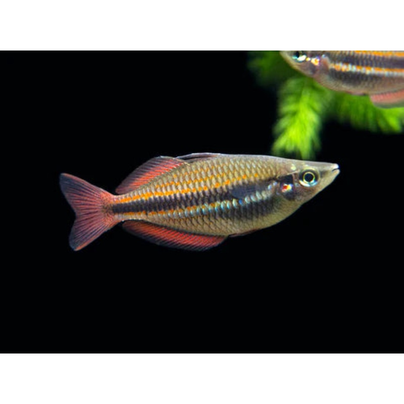 M Trifasciata Banded Rainbowfish - Goyder River