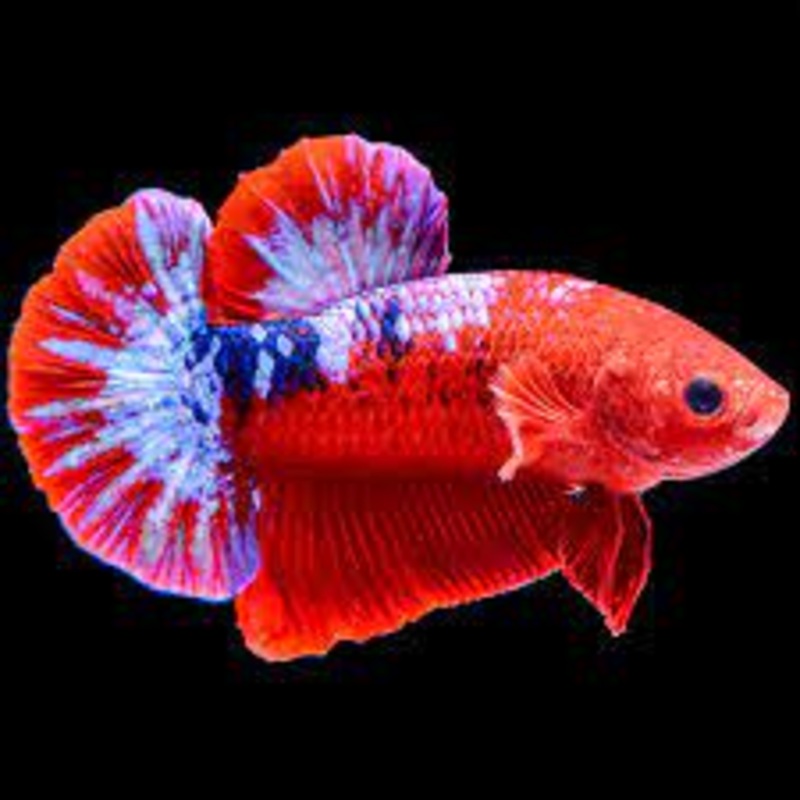 Male Betta Hellboy