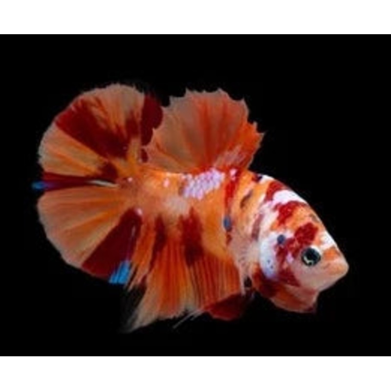 Male Betta HMPK Multi Color