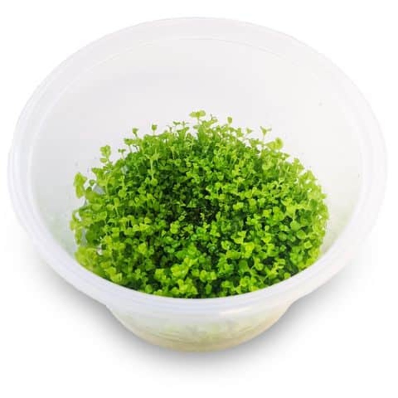 Micranthemum umbrosum - Monte Carlo - Takashi Carpet - Tissue Culture