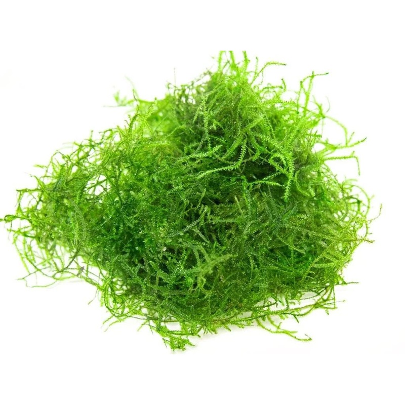 Mix Moss