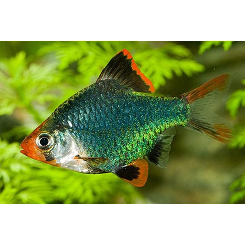 Moss Green Tiger Barb 4 Cm