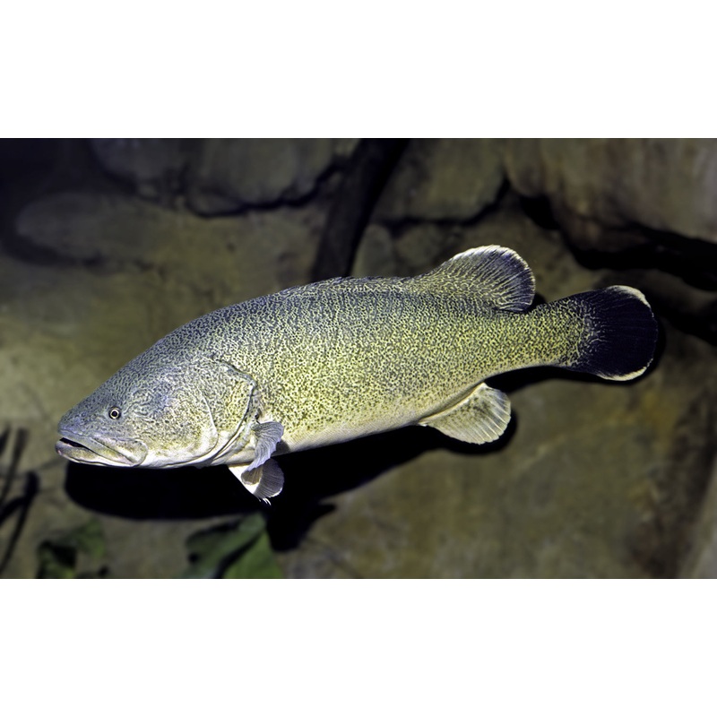 Murray Cod 7cm