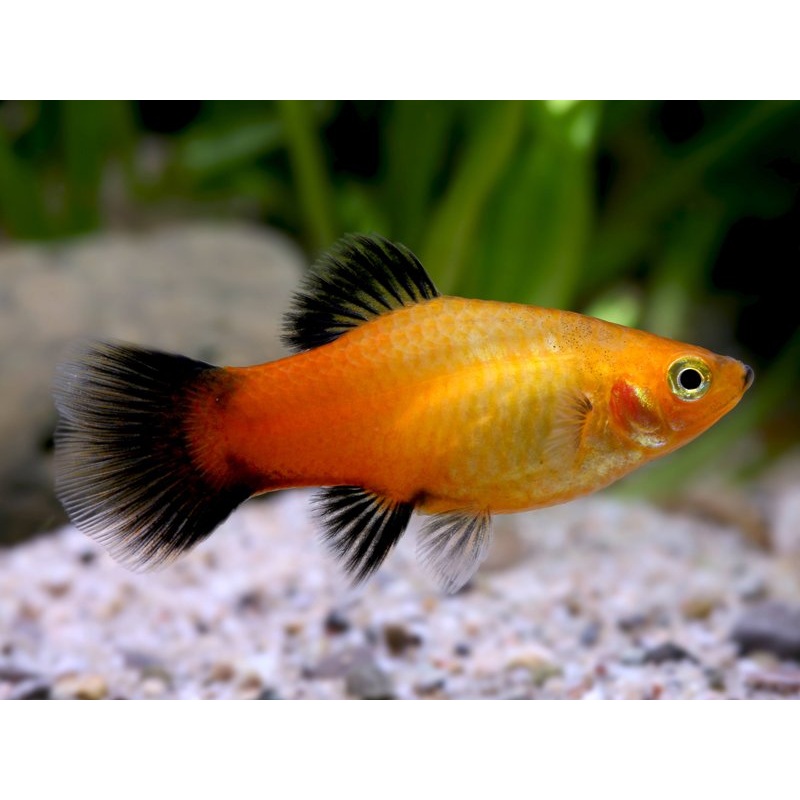 Neon Gold Platy