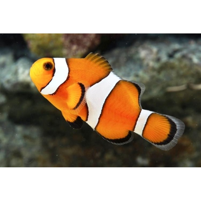 Orange and White Ocellaris Clownfish Captive-bred