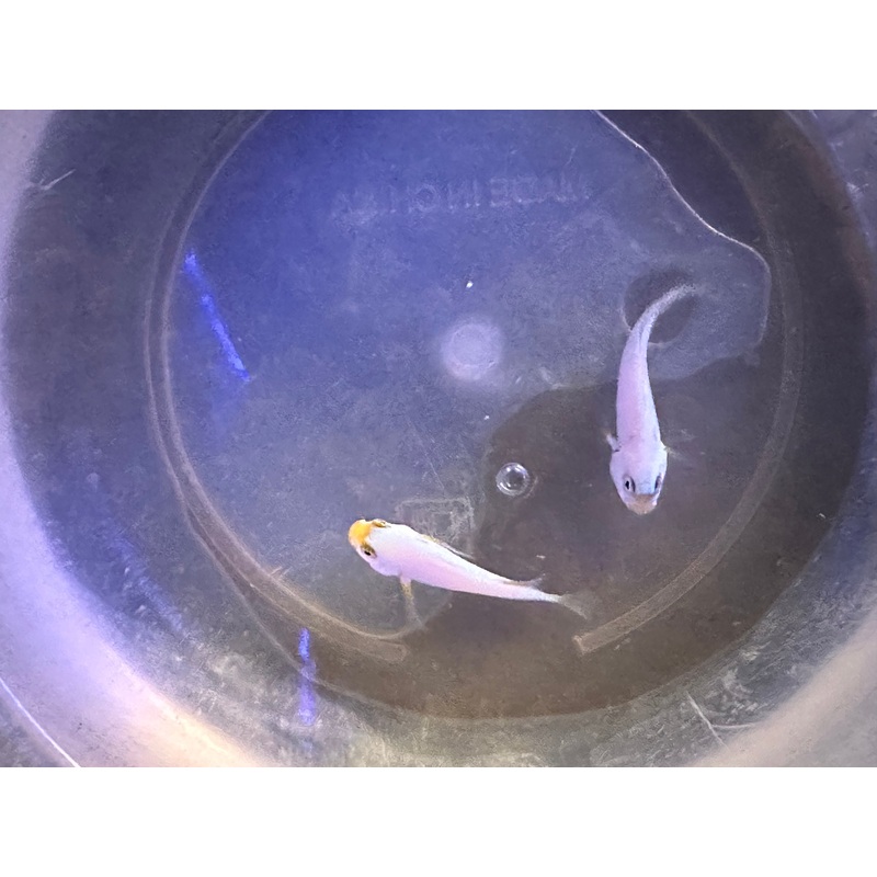 Platinum Clown Pair
