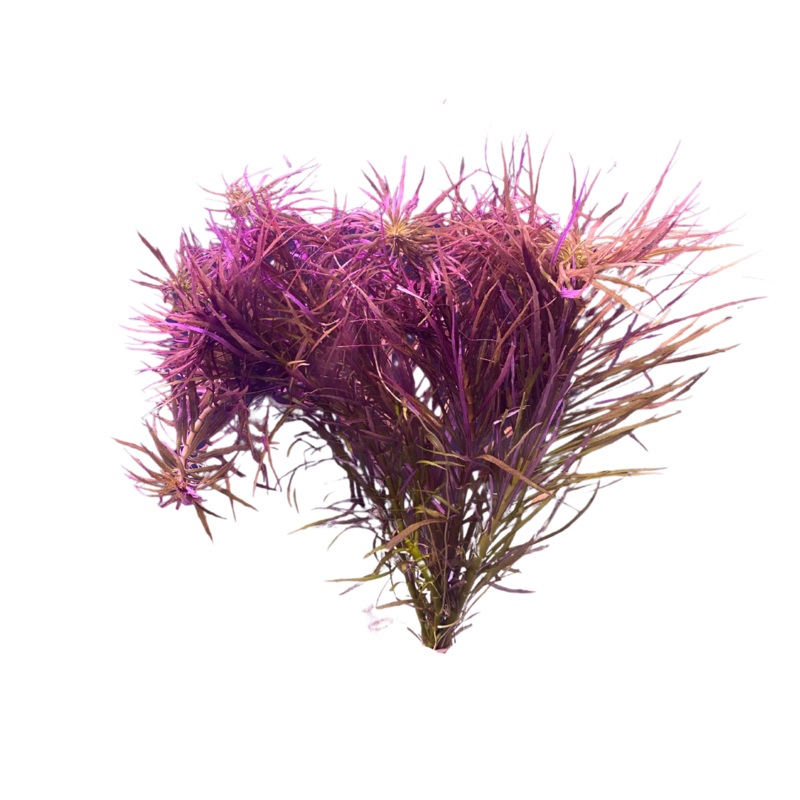 Pogostemon Stellata Bunch