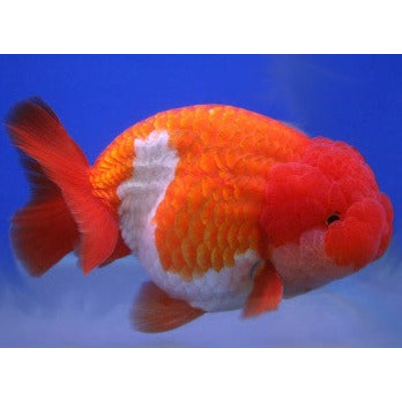 Ranchu 8cm