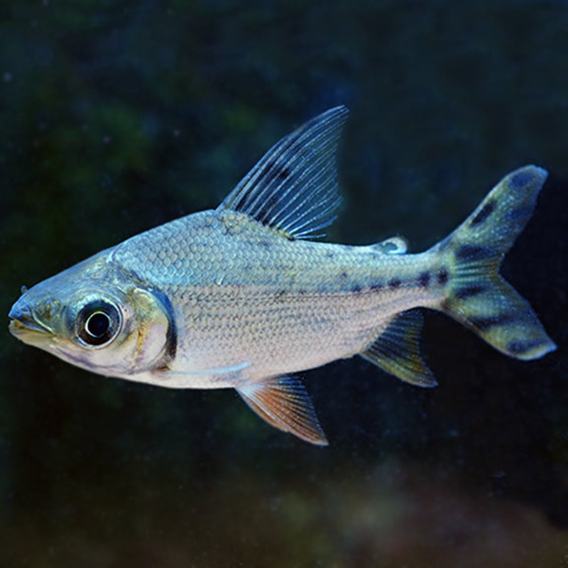 Red Fin Flagtail