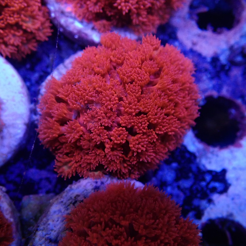 Red Goni Frag